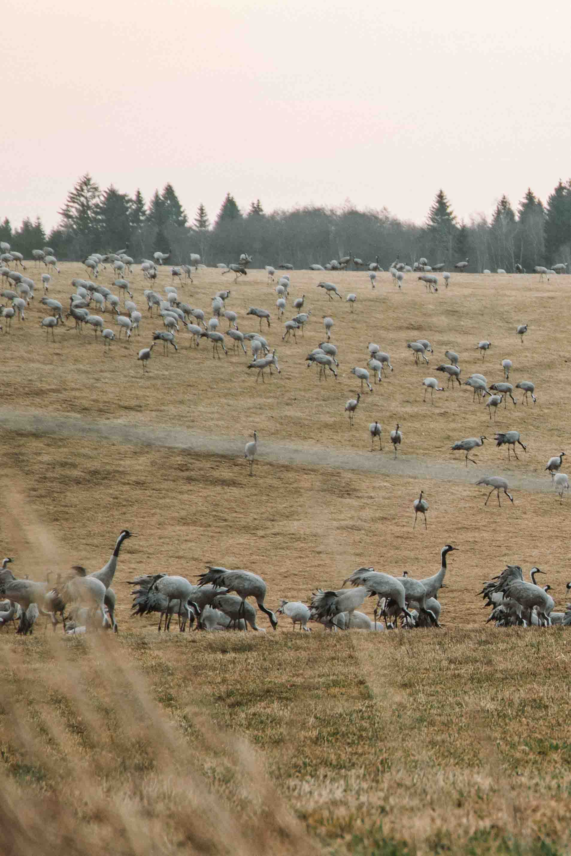 cranes gathered in a field by lake hornborga
