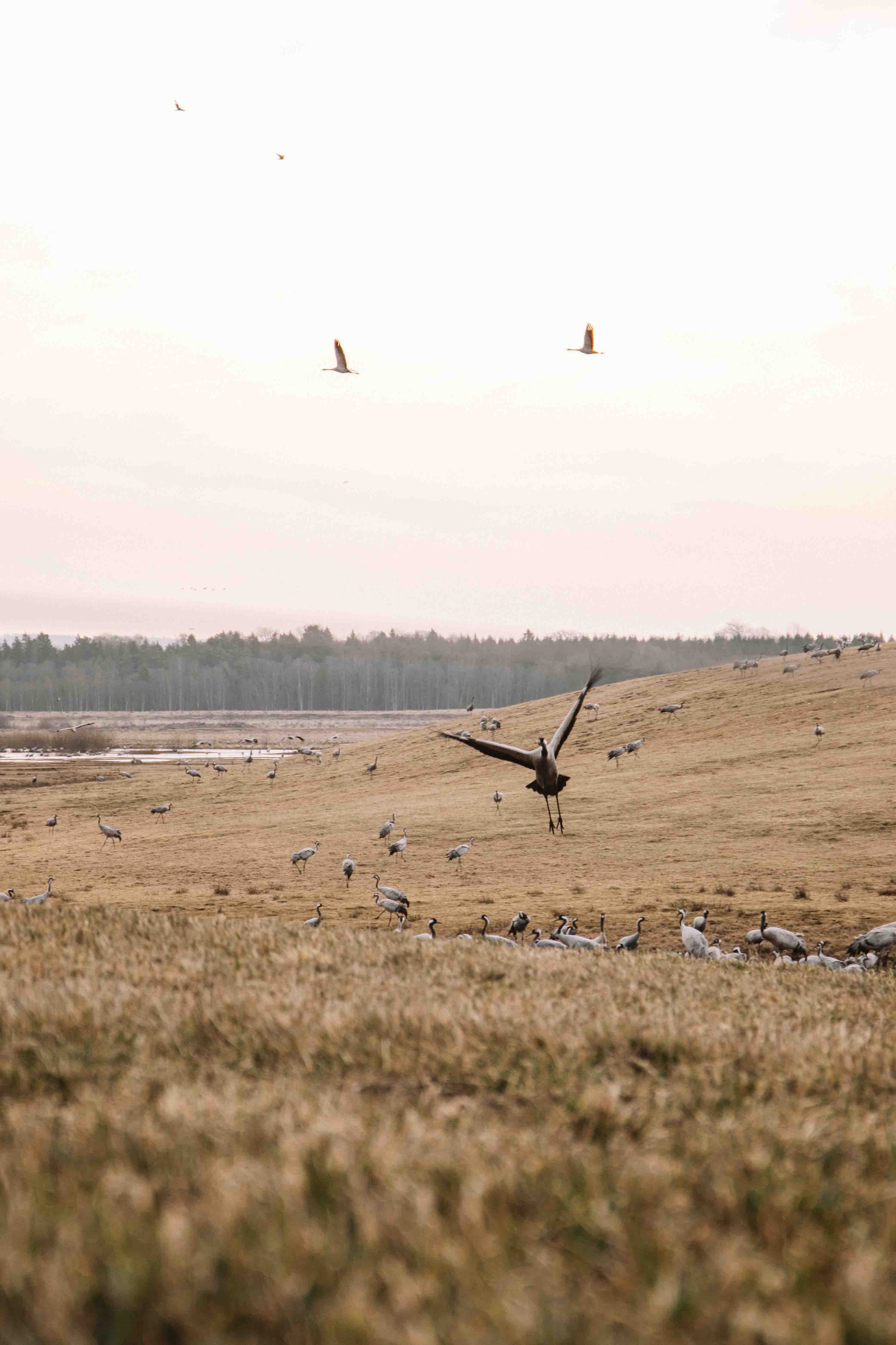 cranes flying away from hornborgasjön