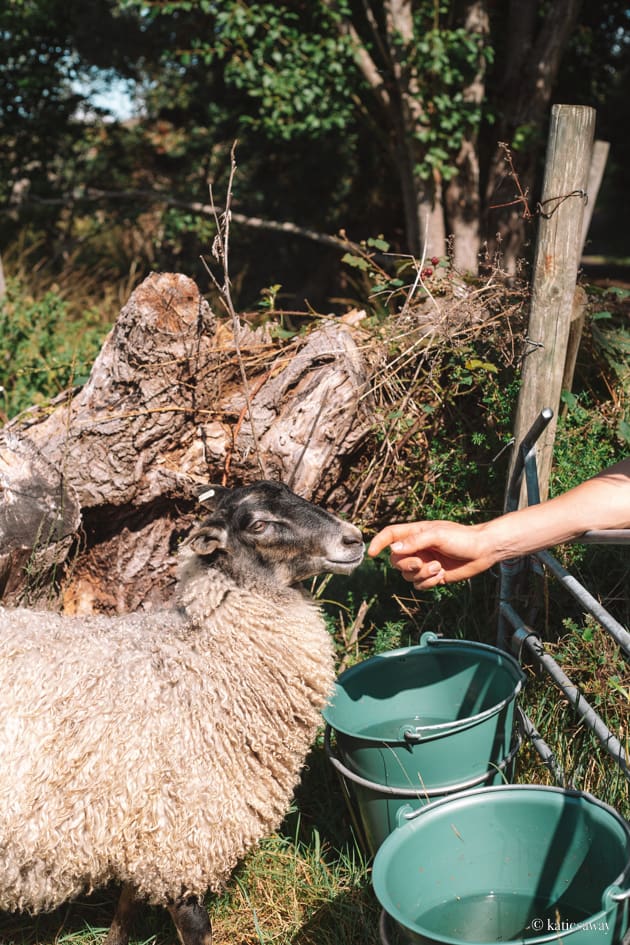 a man feeding a goat along the tärnstigen hike vrångö