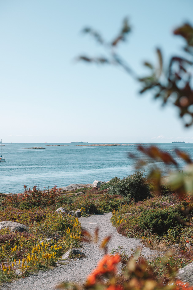 the walking trail (Södra Slingan Hike) on Vrångö with bushes and colourful flowers on each side and the gothenburg archipelago in the background