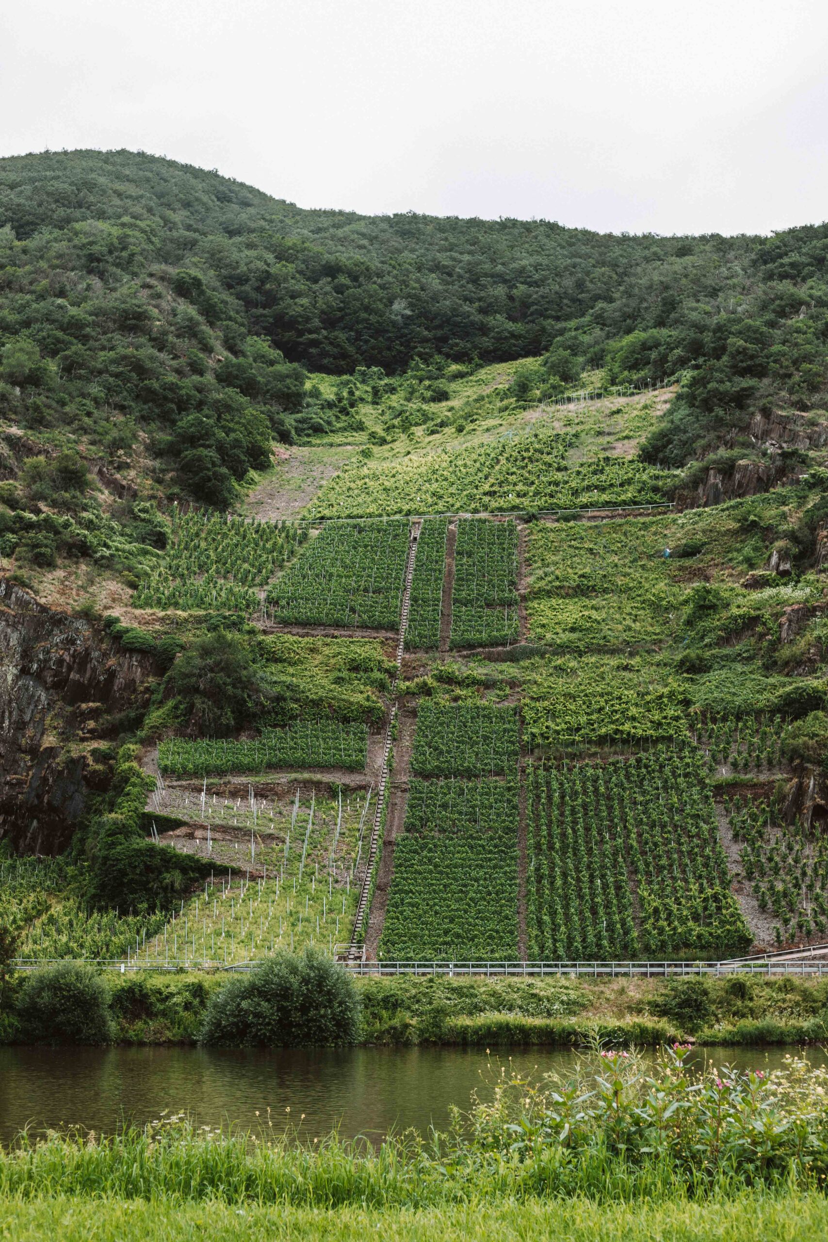 vineyards along the mosel river