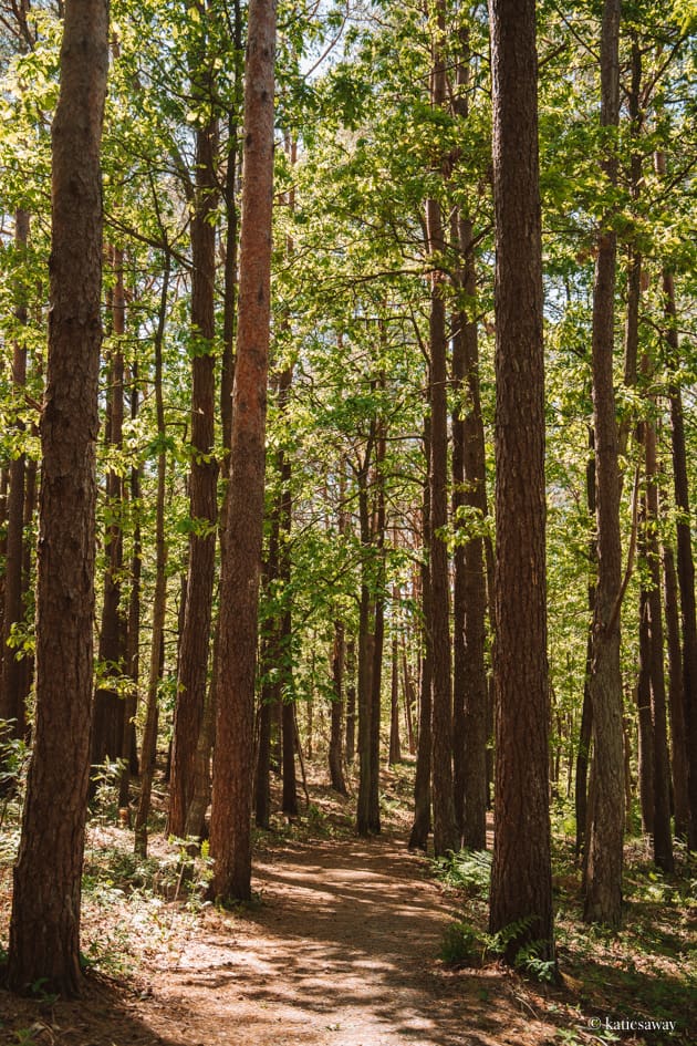 styrsö island path forest