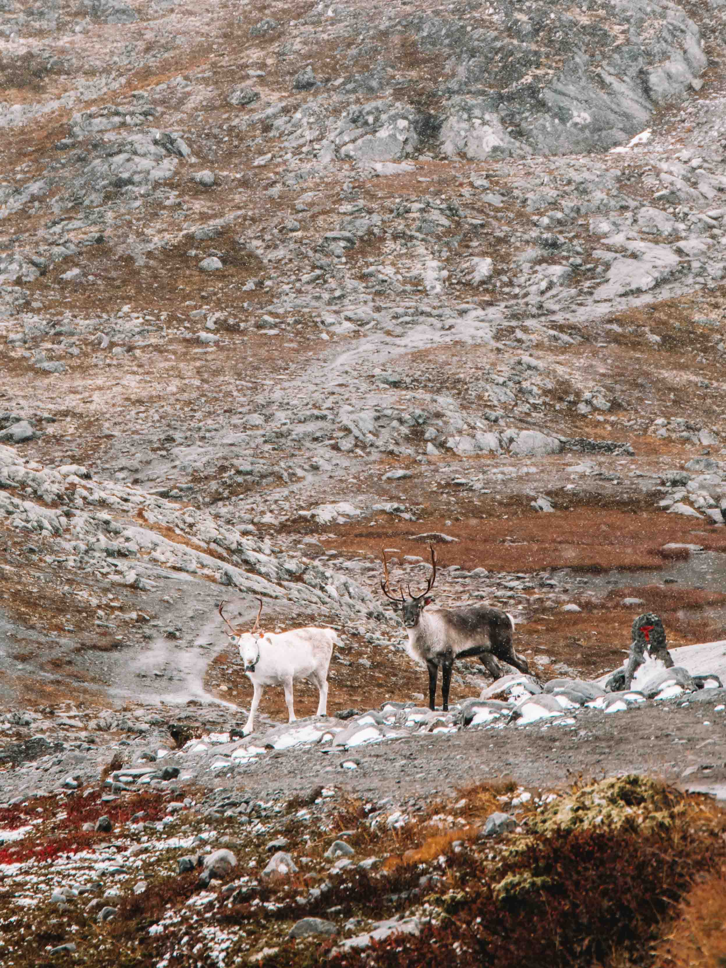 deer on the besseggen ridge