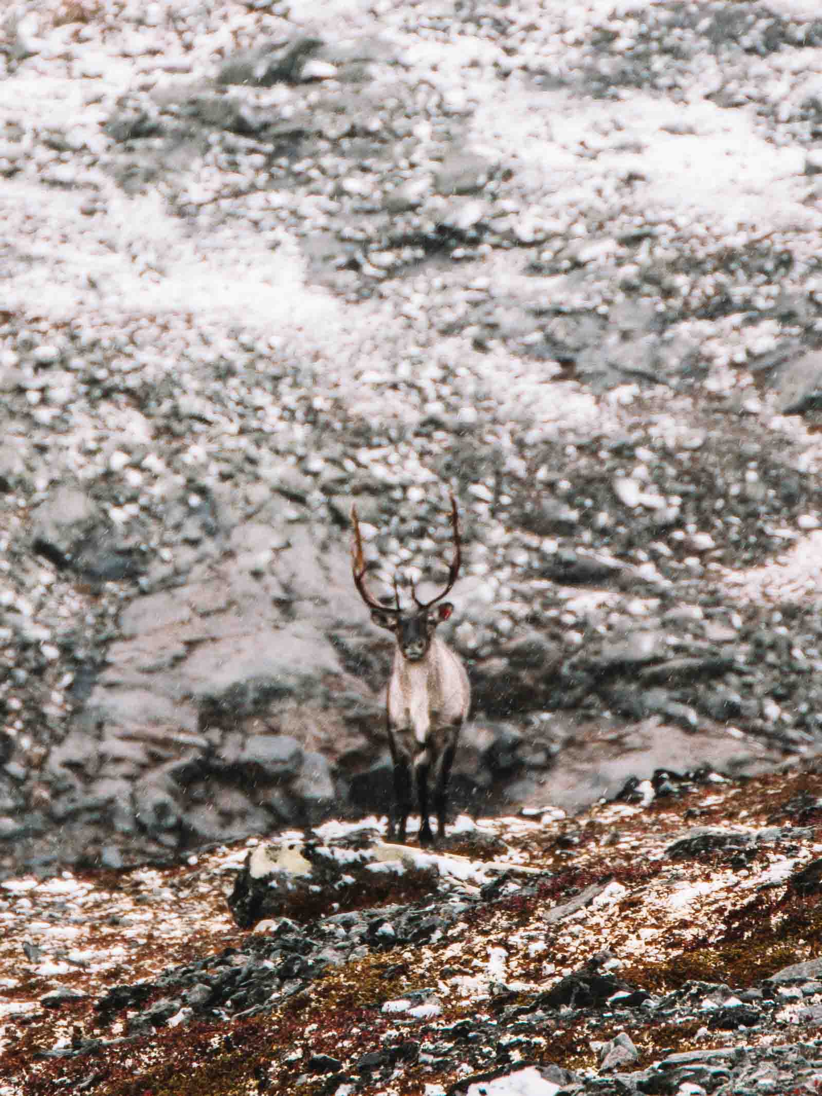 deer in the snow near gjendesheim