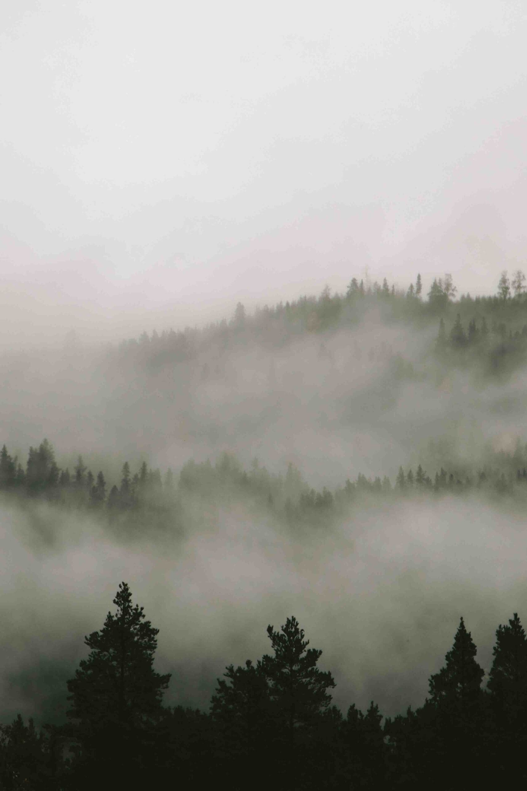 cloud over green trees during a fall morning