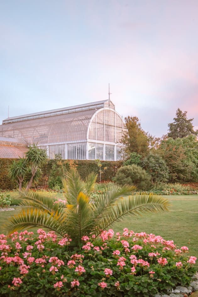 Palmhuset in Gothenburg from the outside. The sky is pink as it is sunset and there is a big palm tree in the garden outside