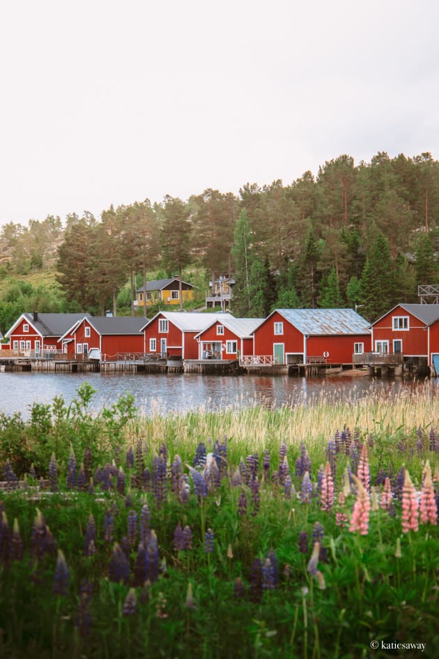 red boat houses by the water with lupins in the foreground