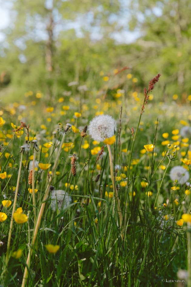 Spring and Summer: Allergy Season in Sweden